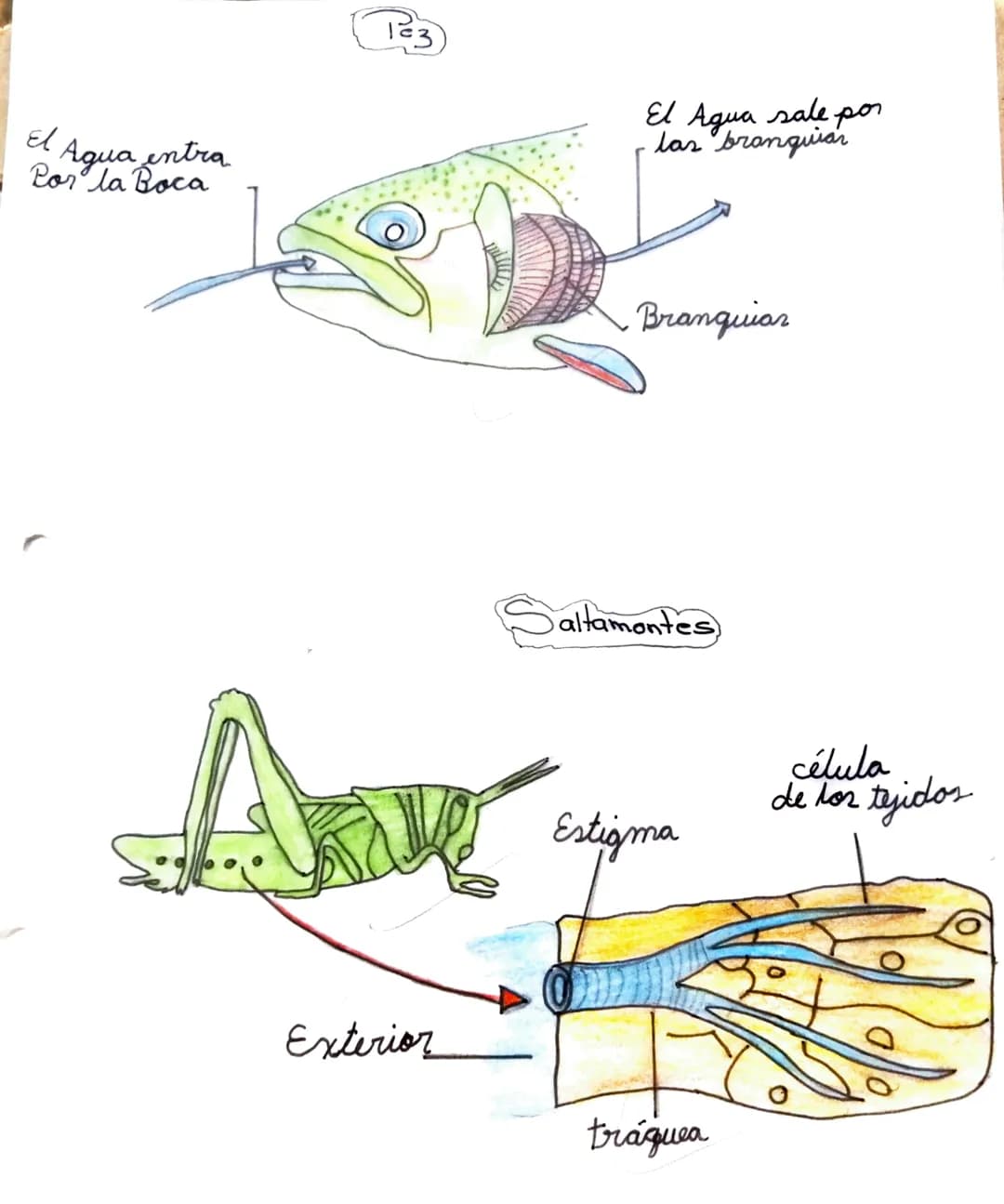 El
Agua entra
Por la Boca
1=3
El Agua sale por
las branquiar
Branquiar
altamontes
Estigma
célula
de los tejidos
Exterior
tráquea sistema
тел