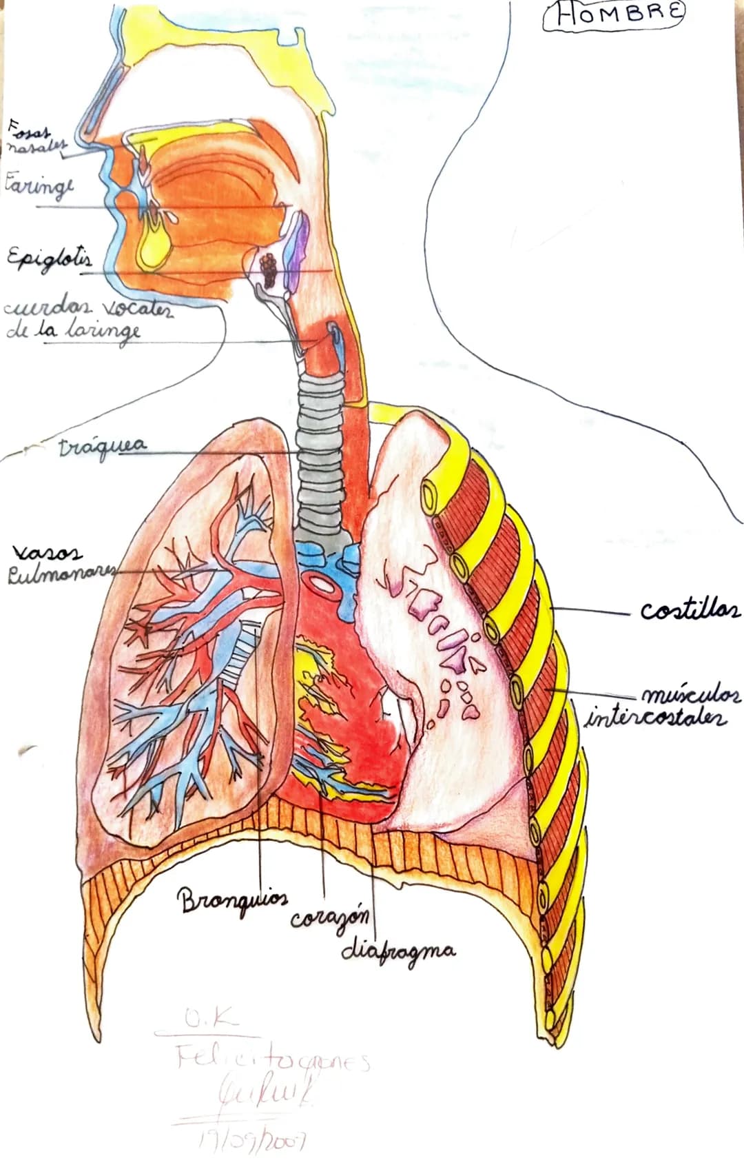 El
Agua entra
Por la Boca
1=3
El Agua sale por
las branquiar
Branquiar
altamontes
Estigma
célula
de los tejidos
Exterior
tráquea sistema
тел