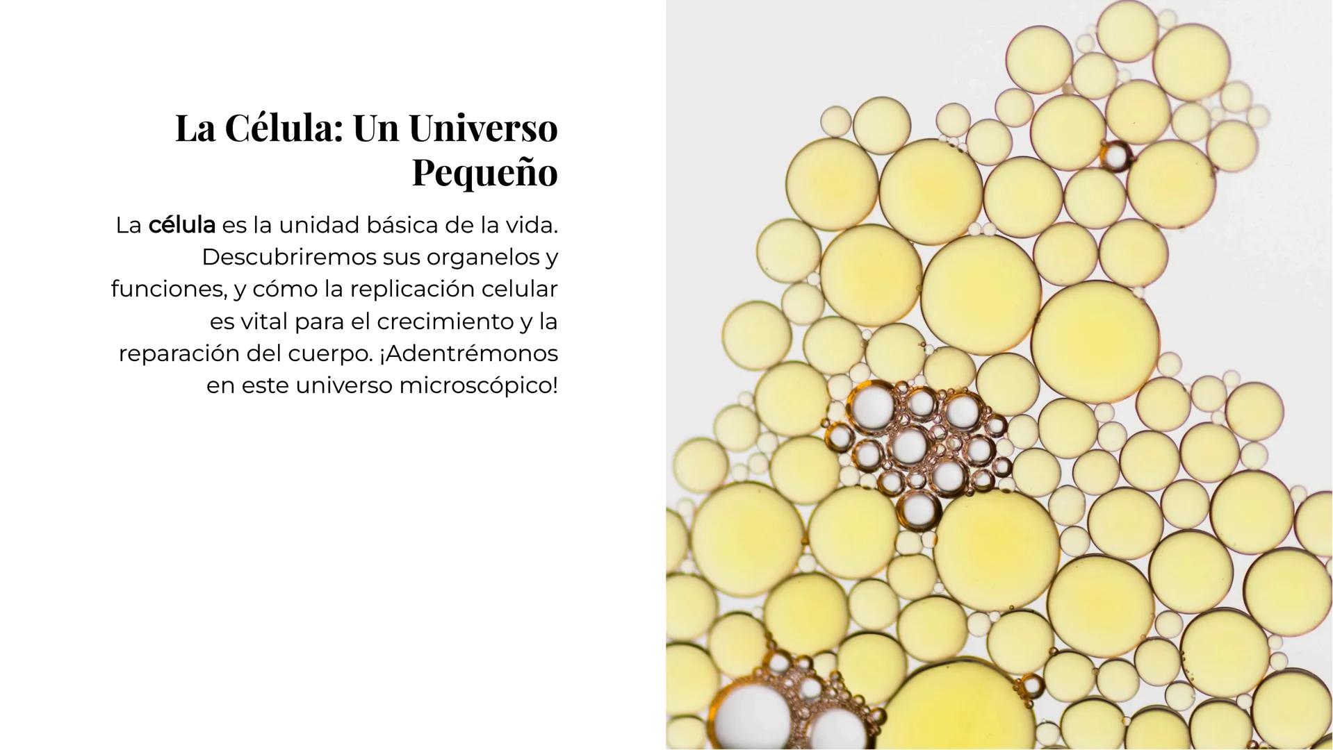 Explorando los
Misterios de la
Biología La Célula: Un Universo
Pequeño
La célula es la unidad básica de la vida.
Descubriremos sus organelos
