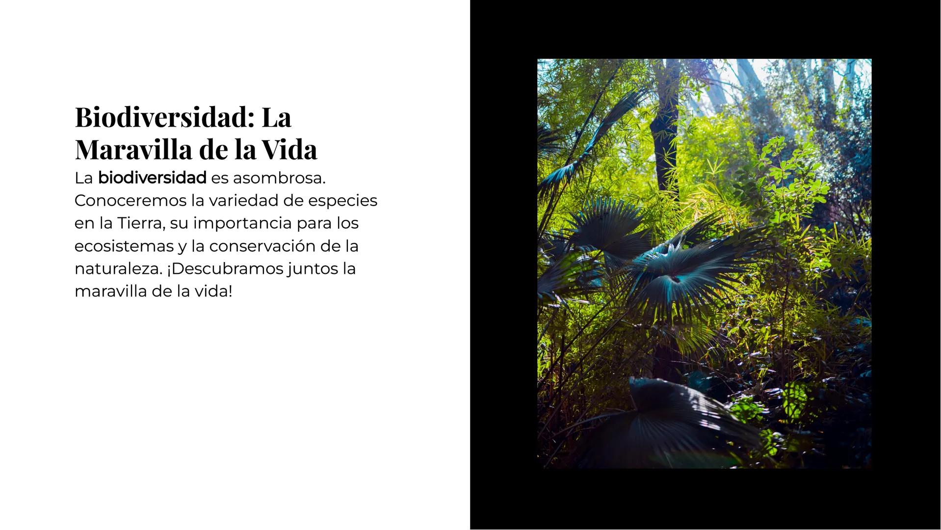 Explorando los
Misterios de la
Biología La Célula: Un Universo
Pequeño
La célula es la unidad básica de la vida.
Descubriremos sus organelos