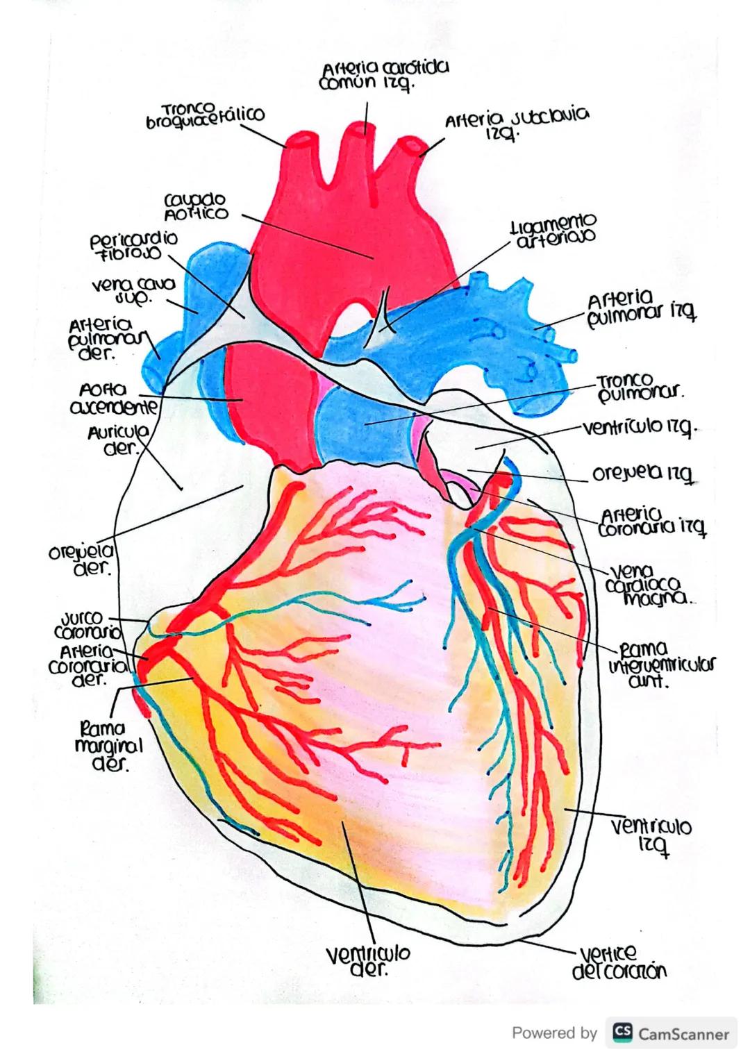 Arteria carótida
Común izg.

Tronco
broquiacetálico

Arteria subclavia

Cayado
aortico

Pericordio
Fibro00

vena cava
συρ.

Arteria
pulmonar