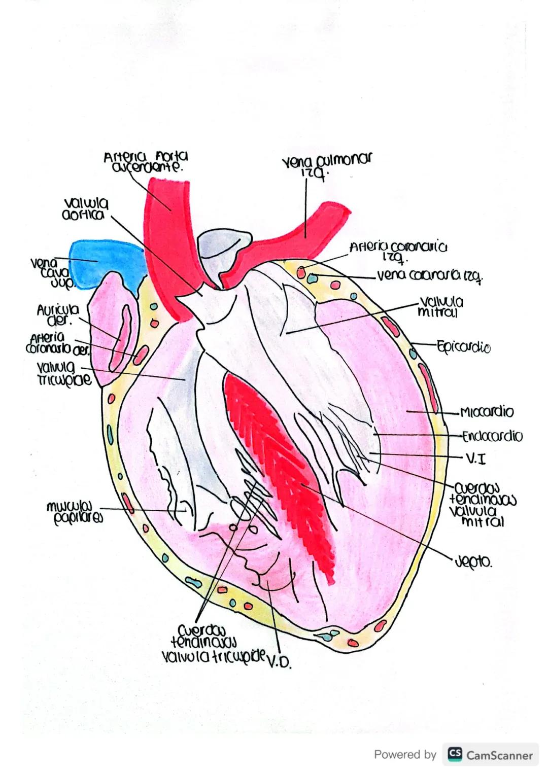 Arteria carótida
Común izg.

Tronco
broquiacetálico

Arteria subclavia

Cayado
aortico

Pericordio
Fibro00

vena cava
συρ.

Arteria
pulmonar