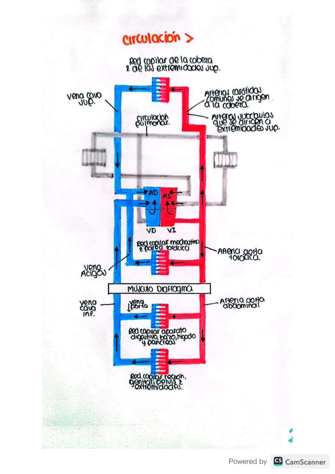 Arteria carótida
Común izg.

Tronco
broquiacetálico

Arteria subclavia

Cayado
aortico

Pericordio
Fibro00

vena cava
συρ.

Arteria
pulmonar