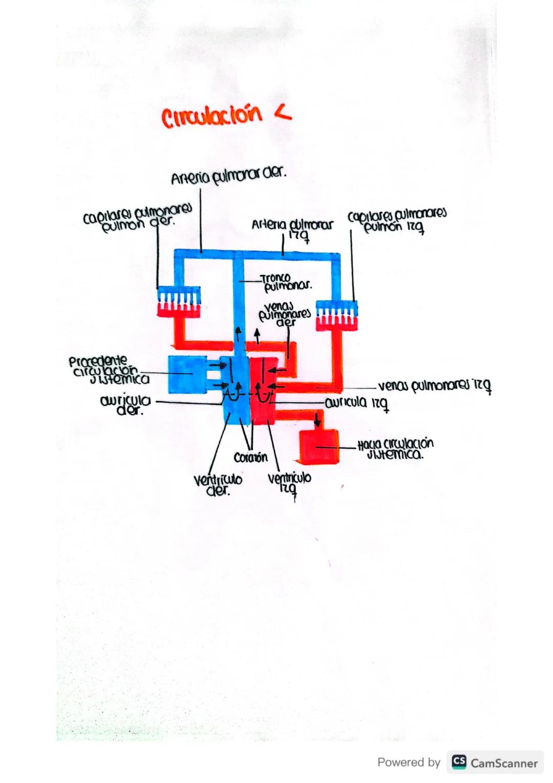 Arteria carótida
Común izg.

Tronco
broquiacetálico

Arteria subclavia

Cayado
aortico

Pericordio
Fibro00

vena cava
συρ.

Arteria
pulmonar