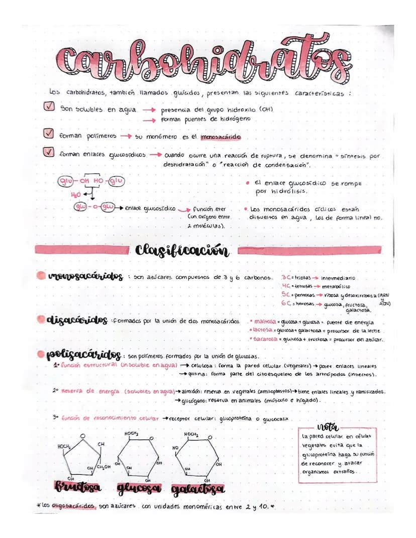 carbohidrates
Los carbohidratos, tambien llamados gucidos, presentan las siguientes características:
✓ Son solubles en agua
presencia del gr