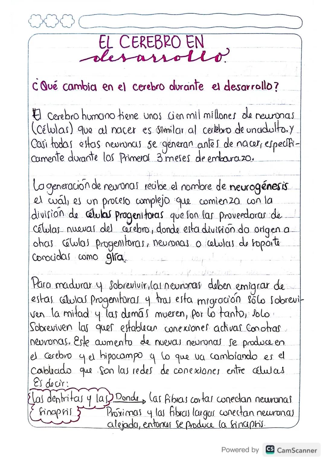 # EL CEREBRO EN

¿Qué cambia en el cerebro durante el desarrollo?

El cerebro humano tiene unos cien mil millones de neuronas
(Células) que 
