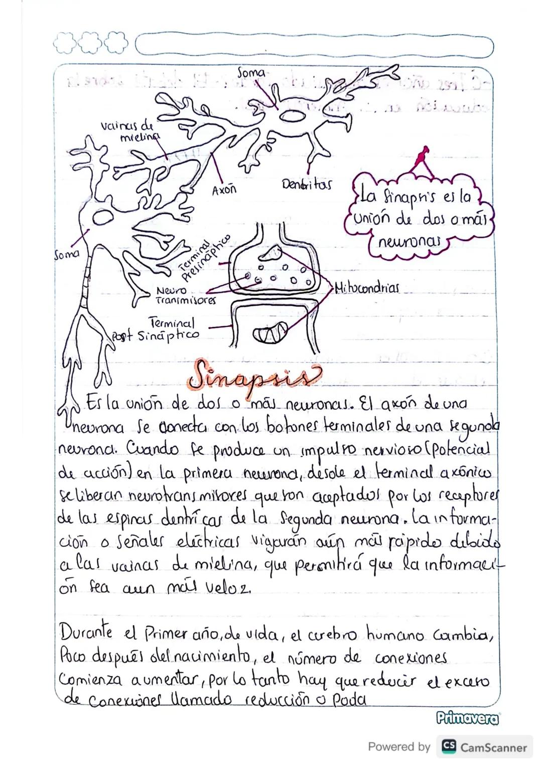 # EL CEREBRO EN

¿Qué cambia en el cerebro durante el desarrollo?

El cerebro humano tiene unos cien mil millones de neuronas
(Células) que 