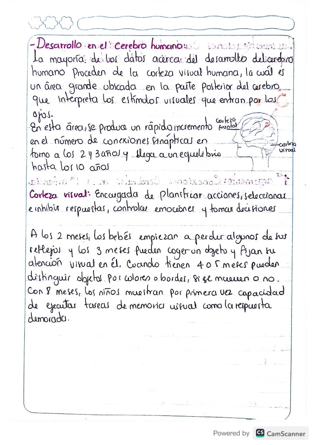 # EL CEREBRO EN

¿Qué cambia en el cerebro durante el desarrollo?

El cerebro humano tiene unos cien mil millones de neuronas
(Células) que 