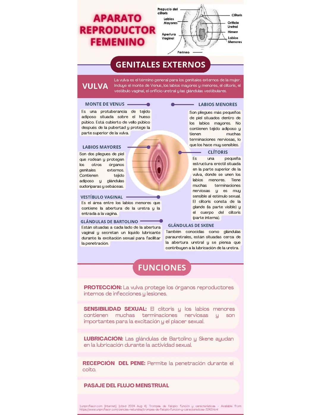GENITALES FEMENINOS Y MASCULINOS