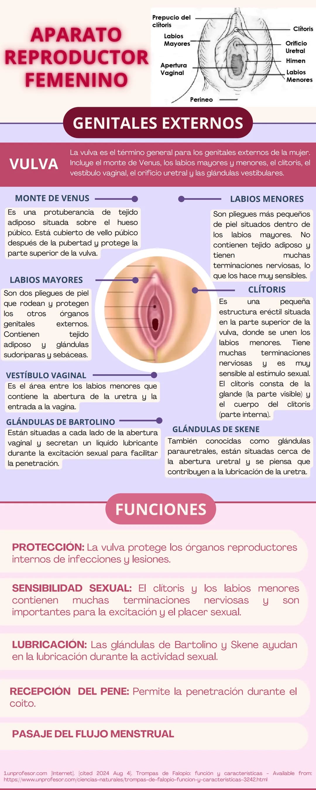 APARATO
REPRODUCTOR
Prepucio del
clítoris
Labios
Mayores
FEMENINO
Apertura
Vaginal
Perineo
Clítoris
Orificio
Uretral
Himen
Labios
Menores
GE