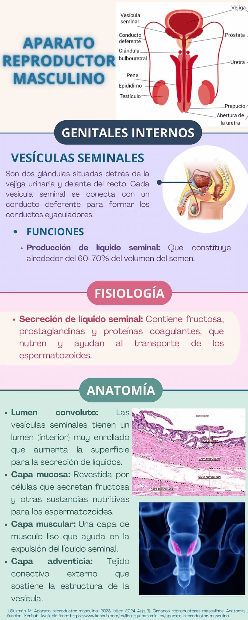 APARATO
REPRODUCTOR
Prepucio del
clítoris
Labios
Mayores
FEMENINO
Apertura
Vaginal
Perineo
Clítoris
Orificio
Uretral
Himen
Labios
Menores
GE