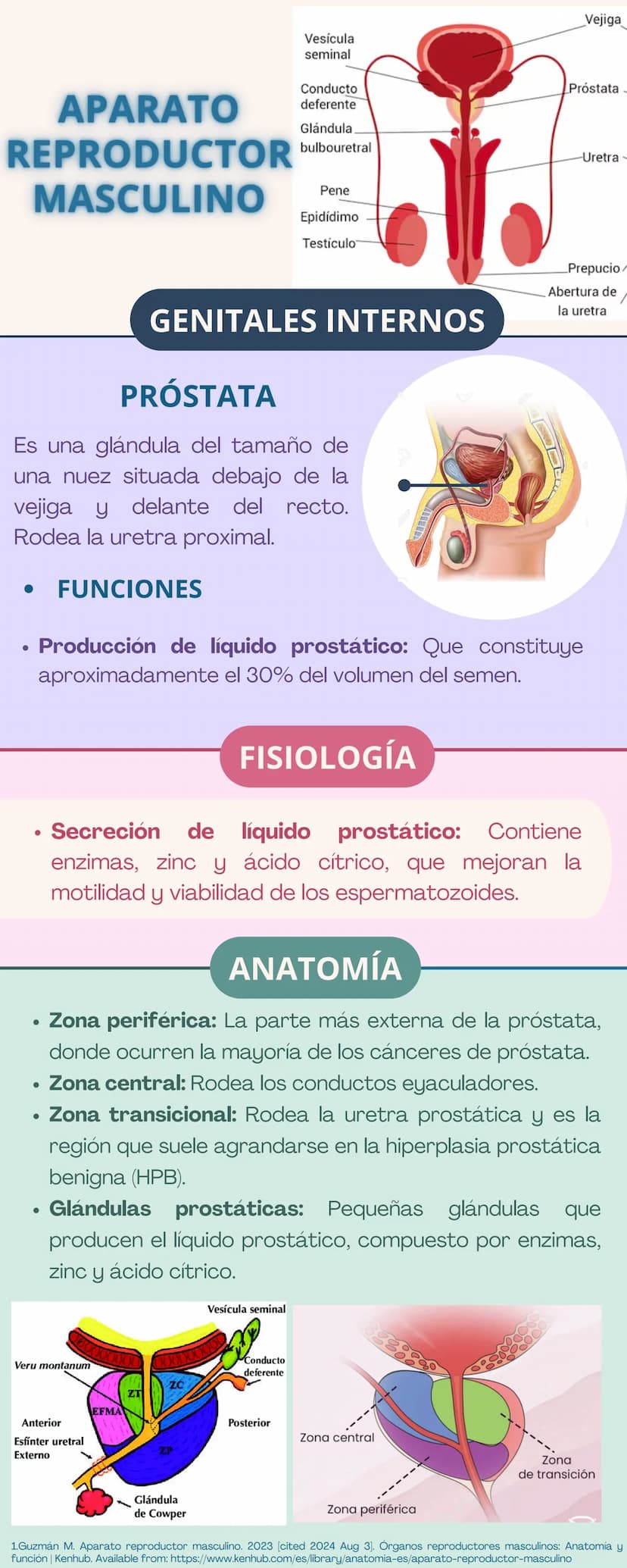 APARATO
REPRODUCTOR
Prepucio del
clítoris
Labios
Mayores
FEMENINO
Apertura
Vaginal
Perineo
Clítoris
Orificio
Uretral
Himen
Labios
Menores
GE