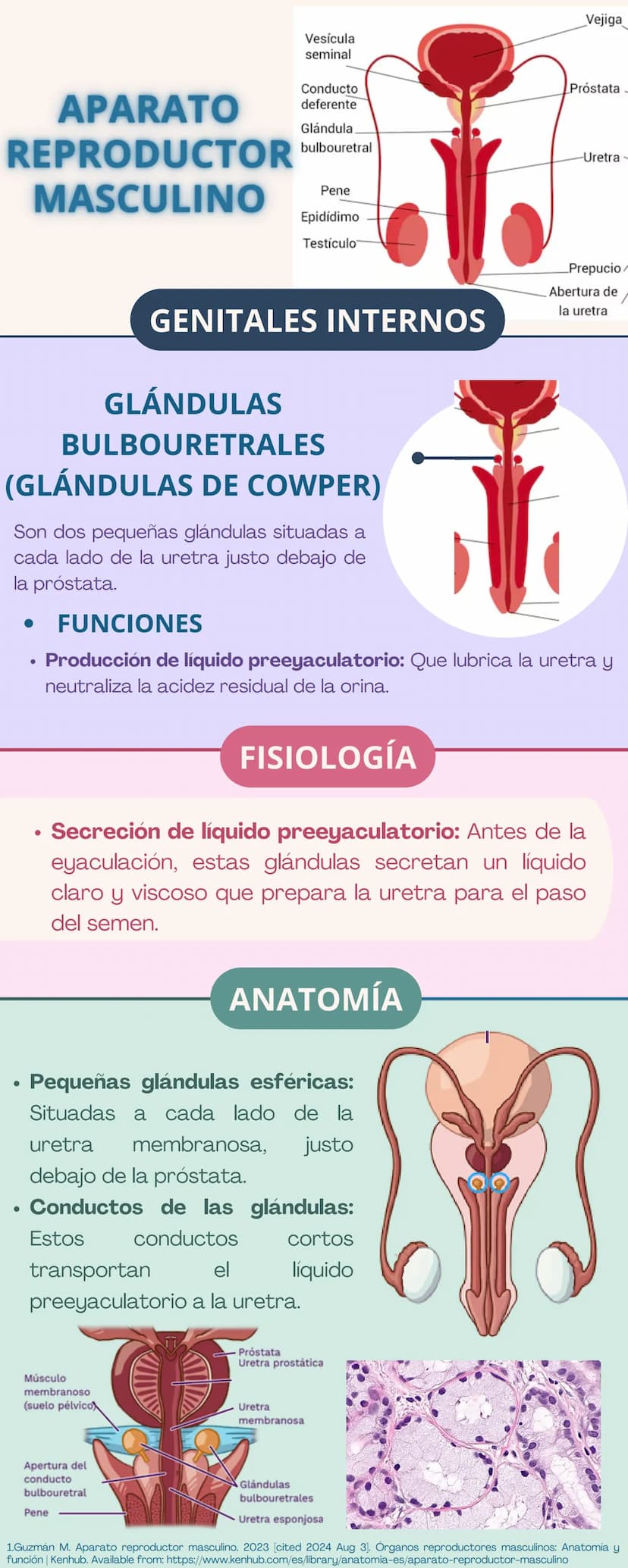 APARATO
REPRODUCTOR
Prepucio del
clítoris
Labios
Mayores
FEMENINO
Apertura
Vaginal
Perineo
Clítoris
Orificio
Uretral
Himen
Labios
Menores
GE