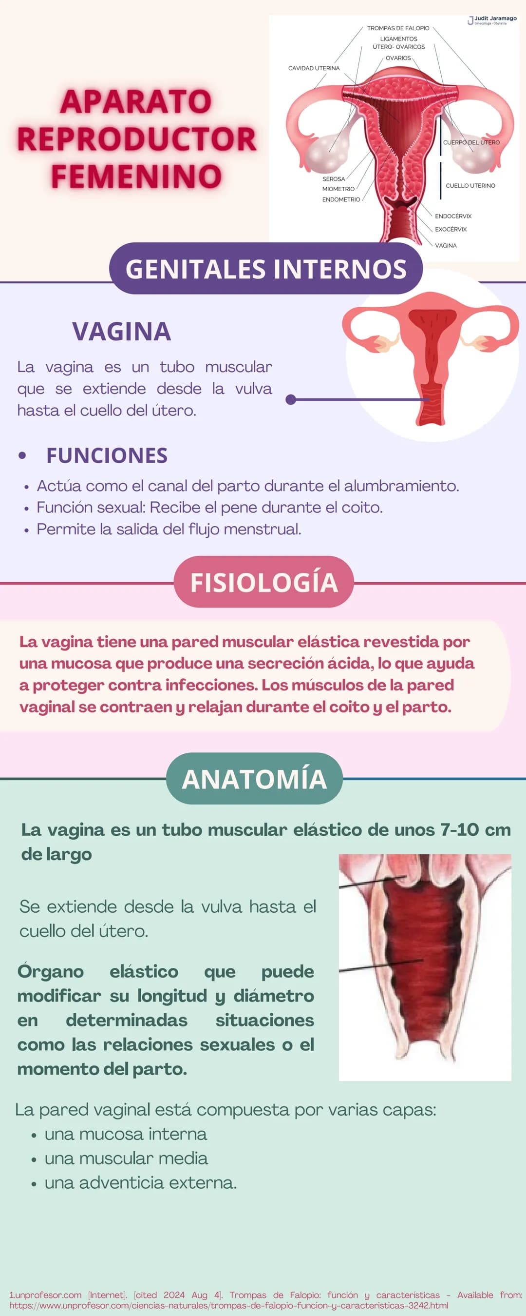 APARATO
REPRODUCTOR
Prepucio del
clítoris
Labios
Mayores
FEMENINO
Apertura
Vaginal
Perineo
Clítoris
Orificio
Uretral
Himen
Labios
Menores
GE