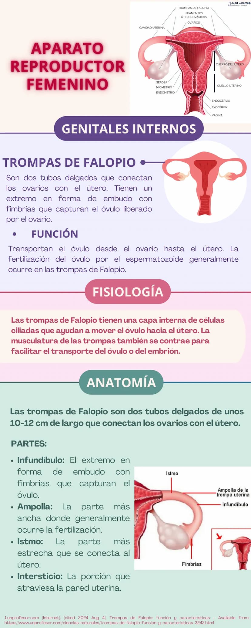 APARATO
REPRODUCTOR
Prepucio del
clítoris
Labios
Mayores
FEMENINO
Apertura
Vaginal
Perineo
Clítoris
Orificio
Uretral
Himen
Labios
Menores
GE