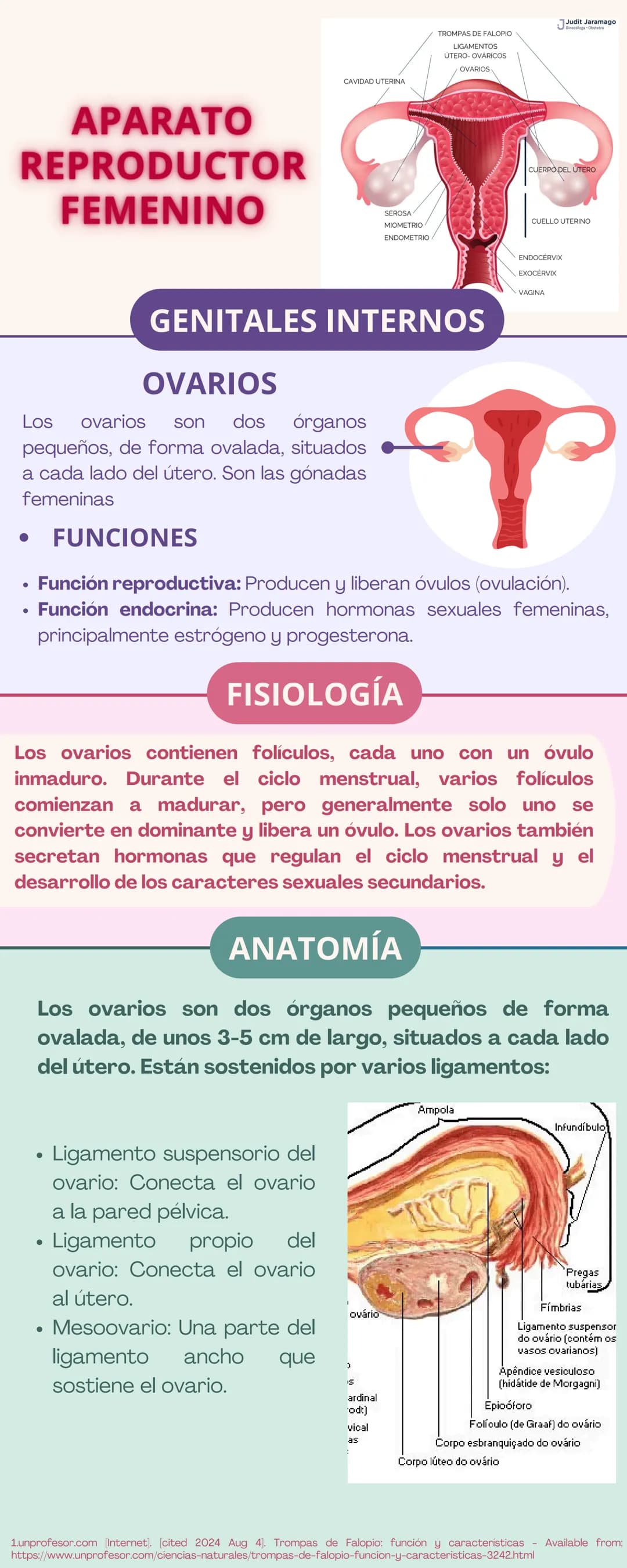 APARATO
REPRODUCTOR
Prepucio del
clítoris
Labios
Mayores
FEMENINO
Apertura
Vaginal
Perineo
Clítoris
Orificio
Uretral
Himen
Labios
Menores
GE