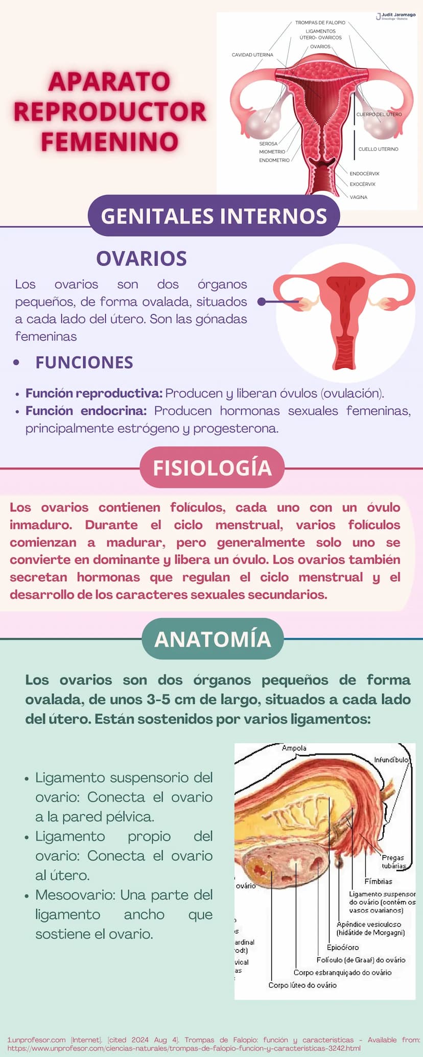 APARATO
REPRODUCTOR
Prepucio del
clítoris
Labios
Mayores
FEMENINO
Apertura
Vaginal
Perineo
Clítoris
Orificio
Uretral
Himen
Labios
Menores
GE