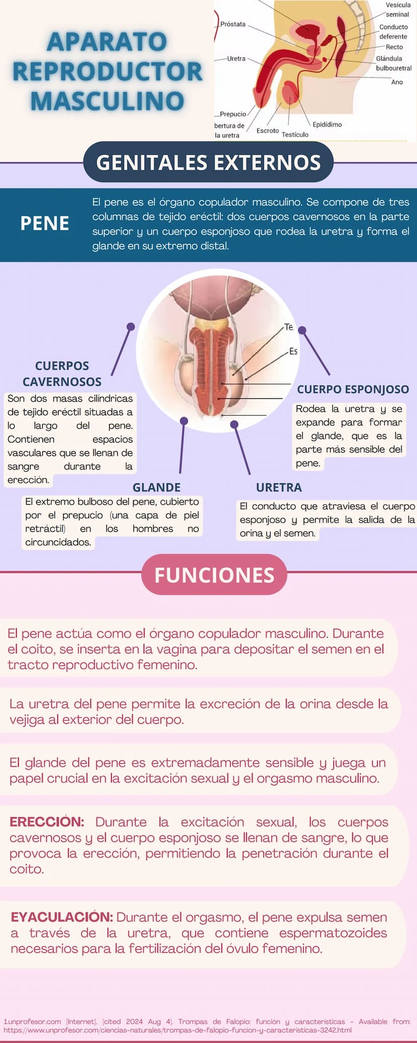 APARATO
REPRODUCTOR
Prepucio del
clítoris
Labios
Mayores
FEMENINO
Apertura
Vaginal
Perineo
Clítoris
Orificio
Uretral
Himen
Labios
Menores
GE