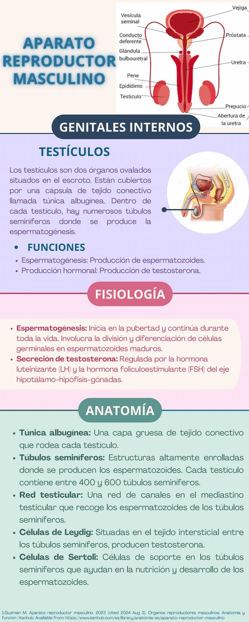 APARATO
REPRODUCTOR
Prepucio del
clítoris
Labios
Mayores
FEMENINO
Apertura
Vaginal
Perineo
Clítoris
Orificio
Uretral
Himen
Labios
Menores
GE