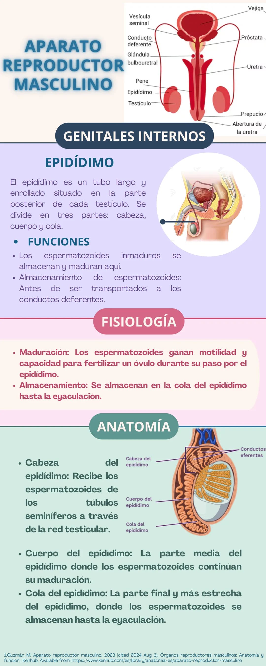 APARATO
REPRODUCTOR
Prepucio del
clítoris
Labios
Mayores
FEMENINO
Apertura
Vaginal
Perineo
Clítoris
Orificio
Uretral
Himen
Labios
Menores
GE