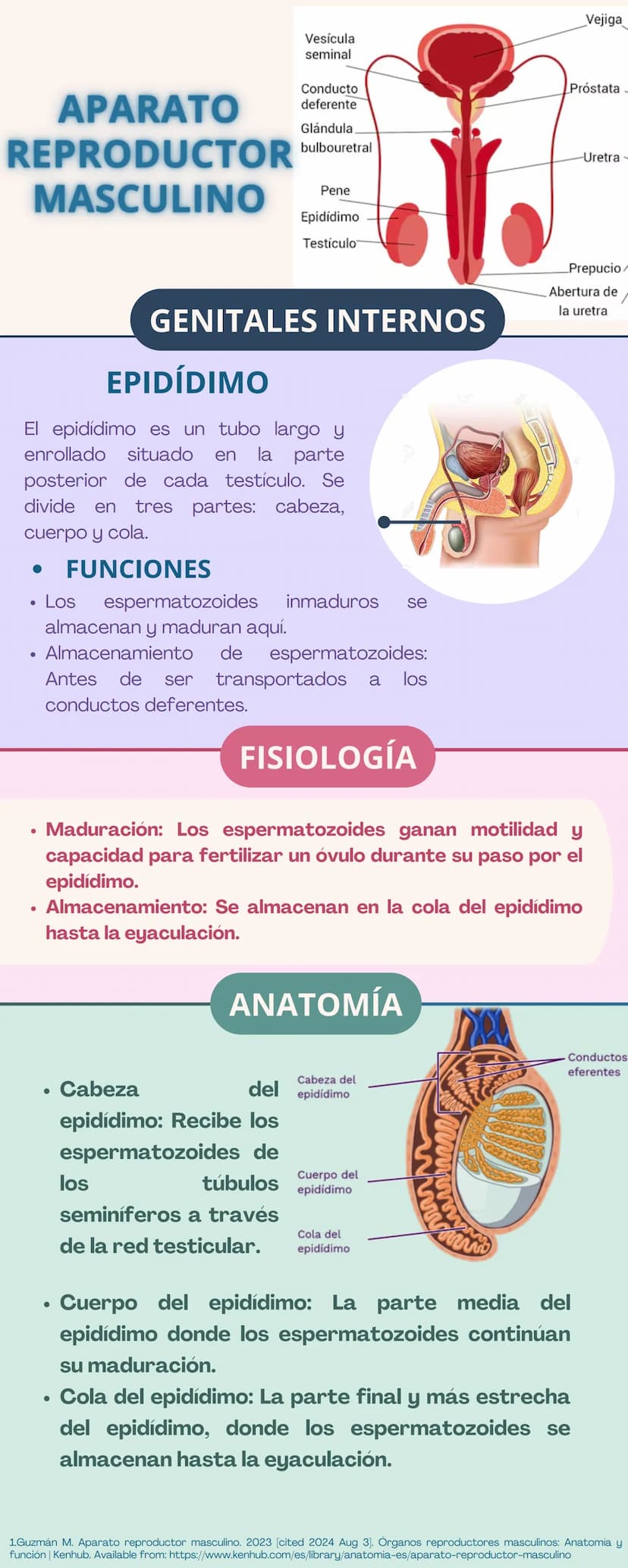 APARATO
REPRODUCTOR
Prepucio del
clítoris
Labios
Mayores
FEMENINO
Apertura
Vaginal
Perineo
Clítoris
Orificio
Uretral
Himen
Labios
Menores
GE