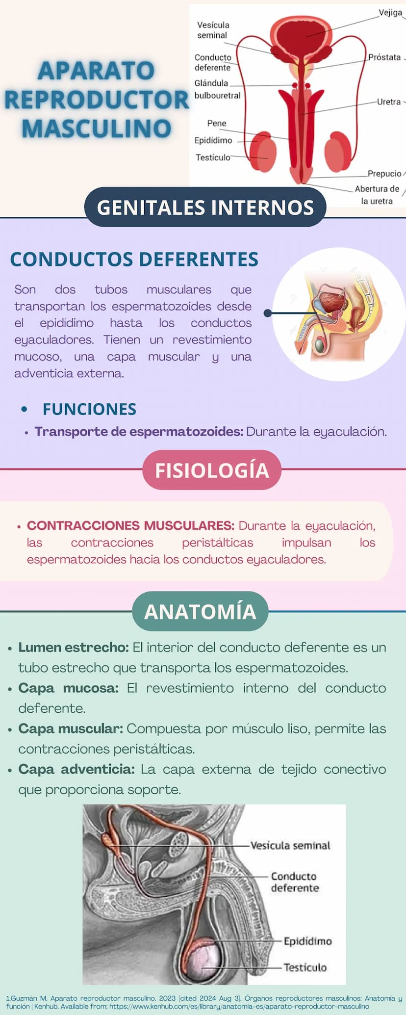 APARATO
REPRODUCTOR
Prepucio del
clítoris
Labios
Mayores
FEMENINO
Apertura
Vaginal
Perineo
Clítoris
Orificio
Uretral
Himen
Labios
Menores
GE
