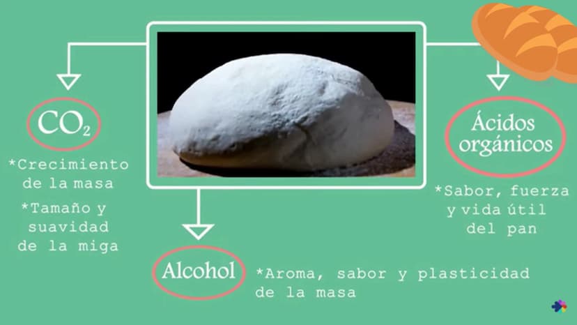 LA MALTOSA
*
CAMILA YANDAR HOCH2
HOCH2
DISACARIDOS
Es un tipo de glúcido que se origina
por
la unión o condensación de dos
monosacáridos. Se
