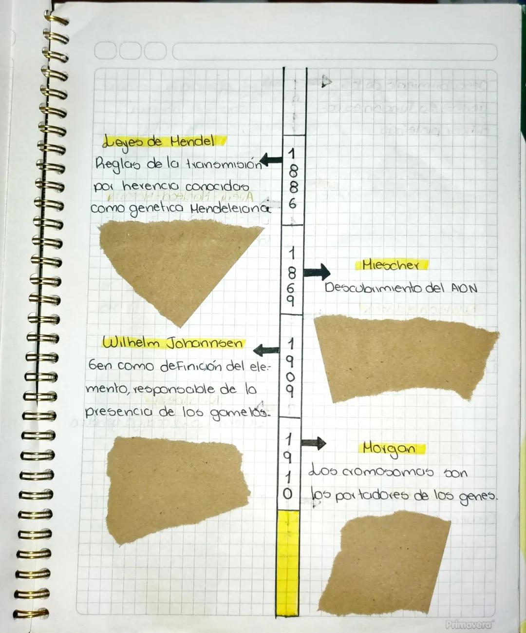 Leyes de Hendel
Reglas de la transmisión
por herencia conocidas
como genetica Hendeleiana
100006
Hiescher
Descubrimiento del ADN
1860
τσοσ
W