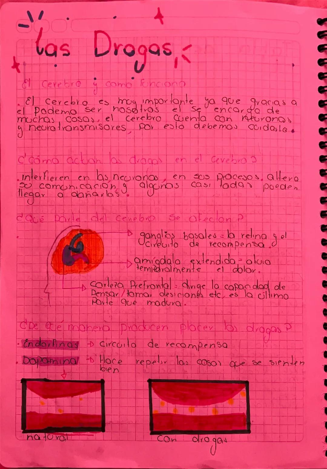 # Las Drogas

*El Cerebro y como funciona

- El cerebro es muy importante ya que gracias a el podemos ser nosotros, el se encarga de muchas 