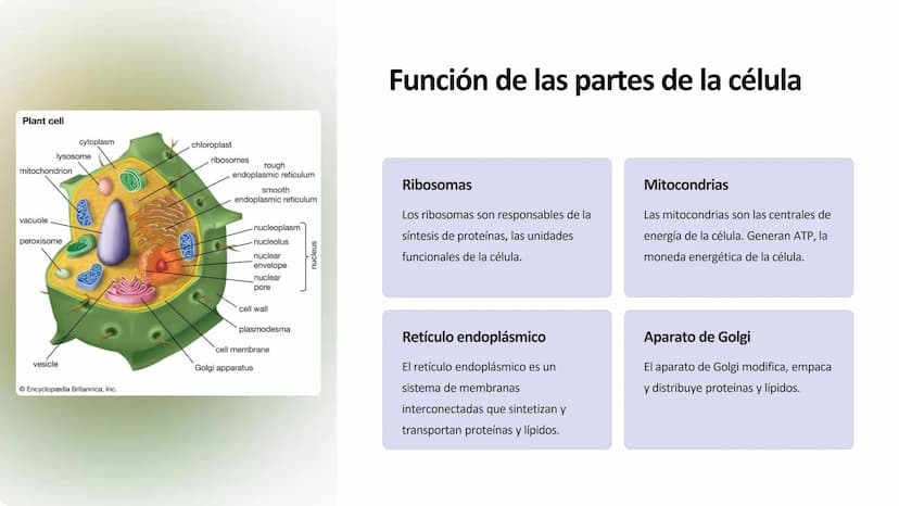 la célula
La célula es la unidad fundamental de la vida. Es la estructura más pequeña que
puede realizar las funciones vitales como la repro