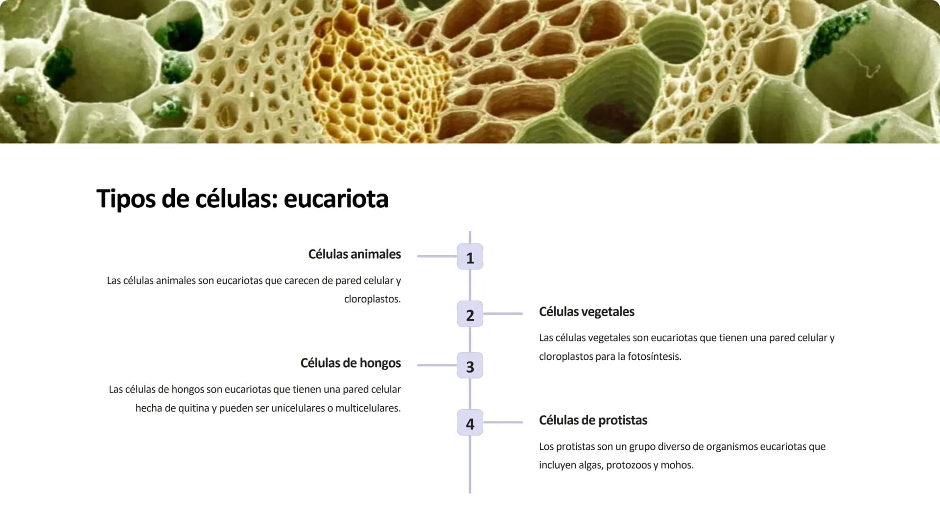 la célula
La célula es la unidad fundamental de la vida. Es la estructura más pequeña que
puede realizar las funciones vitales como la repro