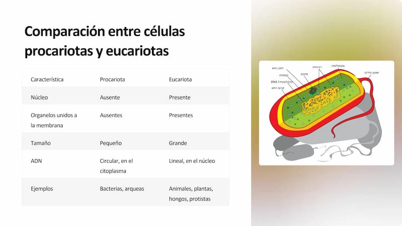 la célula
La célula es la unidad fundamental de la vida. Es la estructura más pequeña que
puede realizar las funciones vitales como la repro