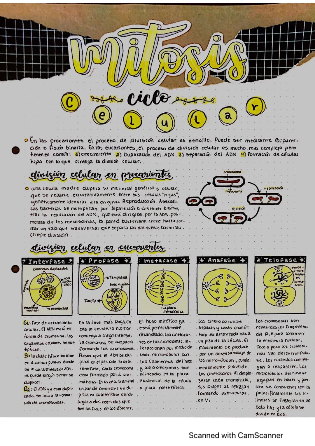 miteris
ciclose
ciclo
C
e
L
u
a
o En las procariontes el proceso de division cewlar es sencillo. Puede ser mediante Biparti-
Ción o fisión b