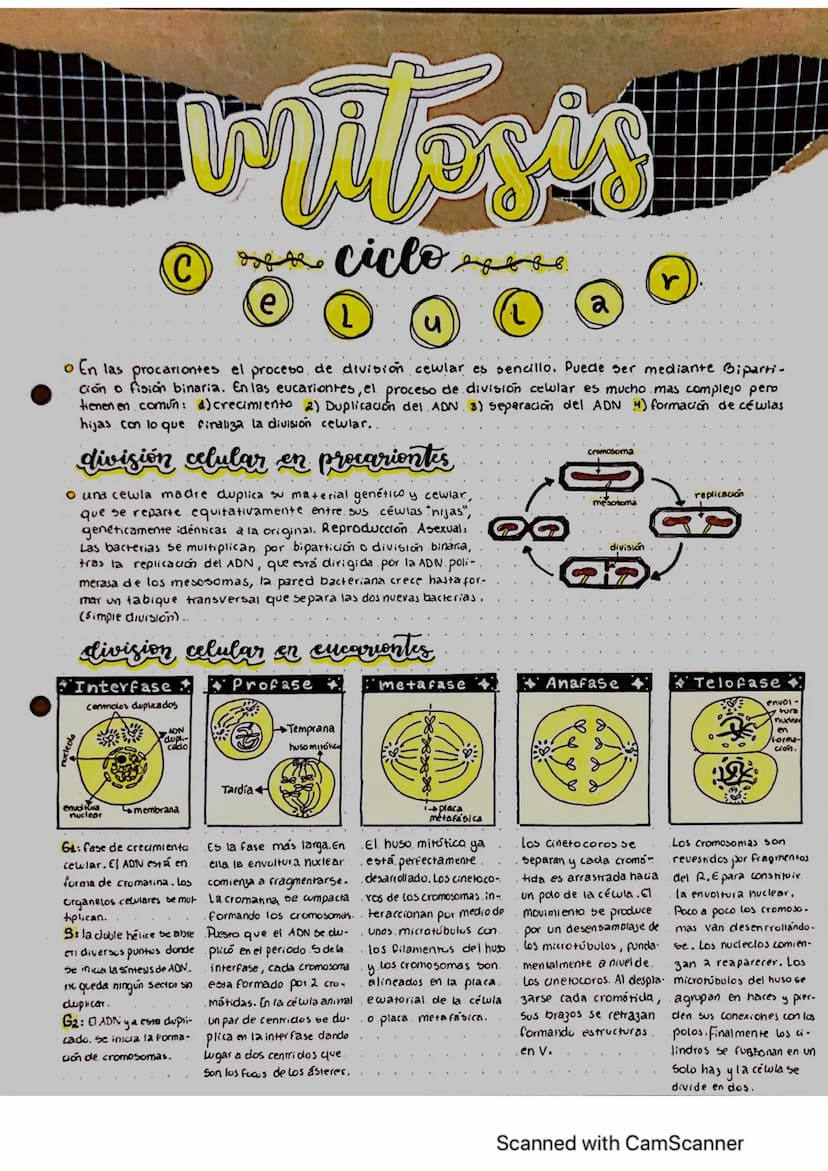 miteris
ciclose
ciclo
C
e
L
u
a
o En las procariontes el proceso de division cewlar es sencillo. Puede ser mediante Biparti-
Ción o fisión b