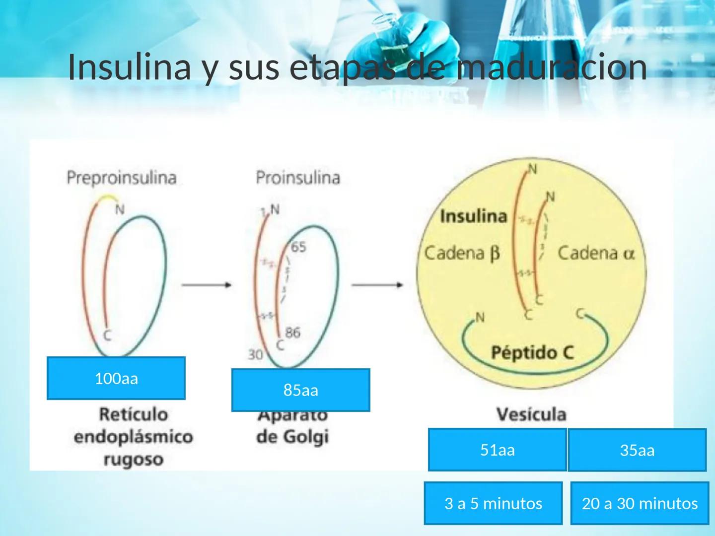 METABOLISMO DE LA
GLUCOSA

ROY FERNANDO ZAMBRANA POMA
BIOQUIMICO (MENCION EN BIOQUIMICA
CLINICA)
CATEDRA DE BIOQUIMICA

LA PAZ, BOLIVIA # GL