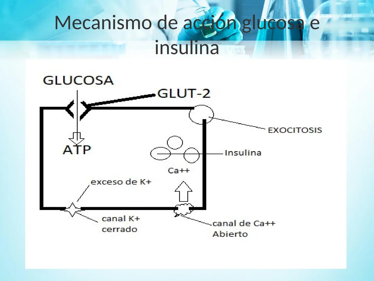 METABOLISMO DE LA
GLUCOSA

ROY FERNANDO ZAMBRANA POMA
BIOQUIMICO (MENCION EN BIOQUIMICA
CLINICA)
CATEDRA DE BIOQUIMICA

LA PAZ, BOLIVIA # GL