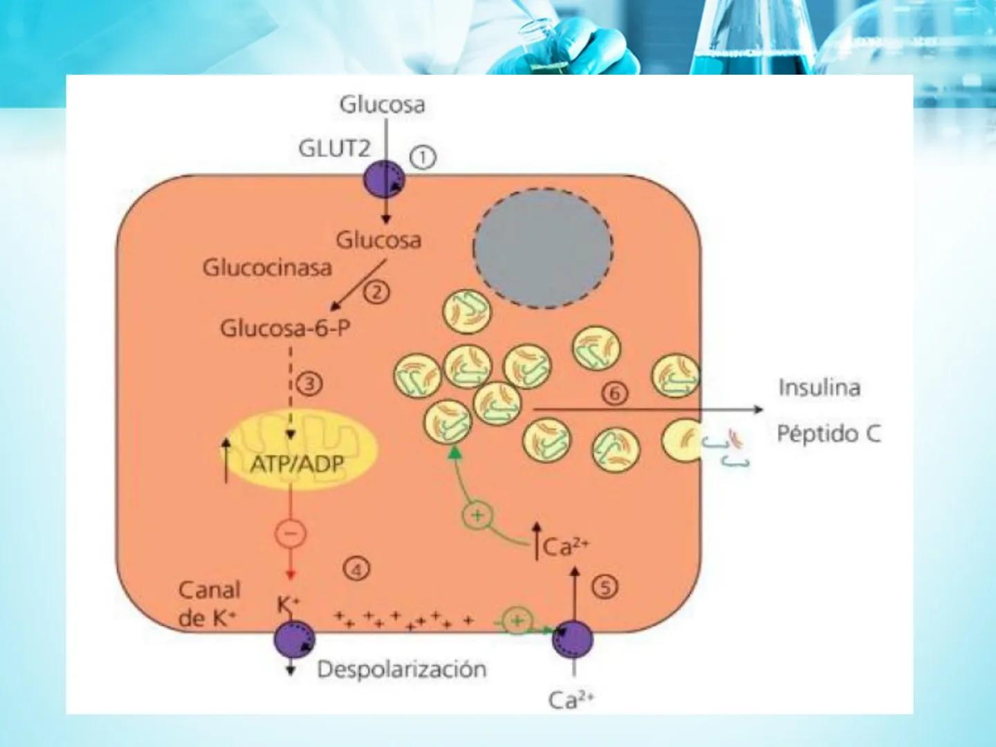 METABOLISMO DE LA
GLUCOSA

ROY FERNANDO ZAMBRANA POMA
BIOQUIMICO (MENCION EN BIOQUIMICA
CLINICA)
CATEDRA DE BIOQUIMICA

LA PAZ, BOLIVIA # GL