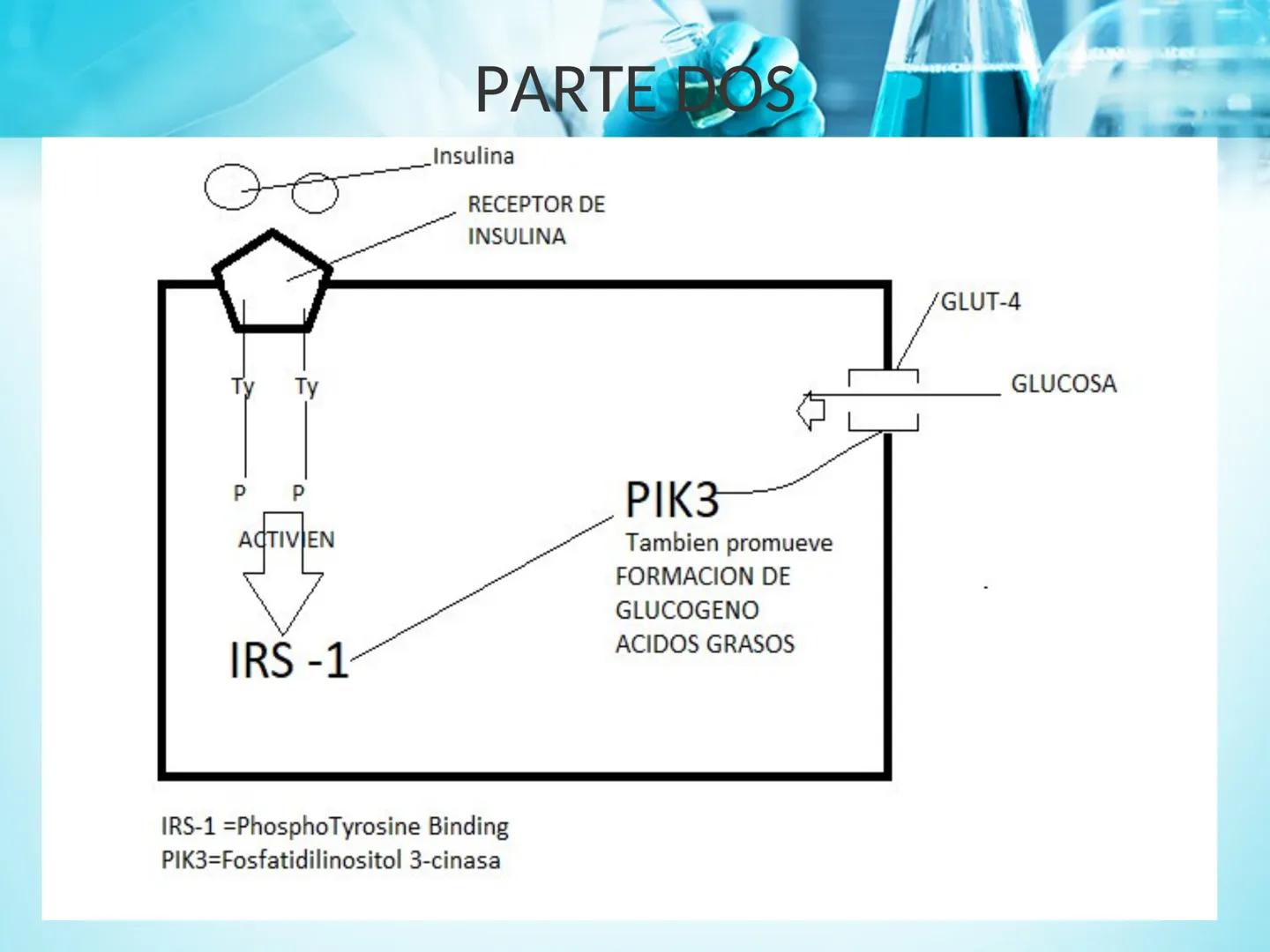 METABOLISMO DE LA
GLUCOSA

ROY FERNANDO ZAMBRANA POMA
BIOQUIMICO (MENCION EN BIOQUIMICA
CLINICA)
CATEDRA DE BIOQUIMICA

LA PAZ, BOLIVIA # GL
