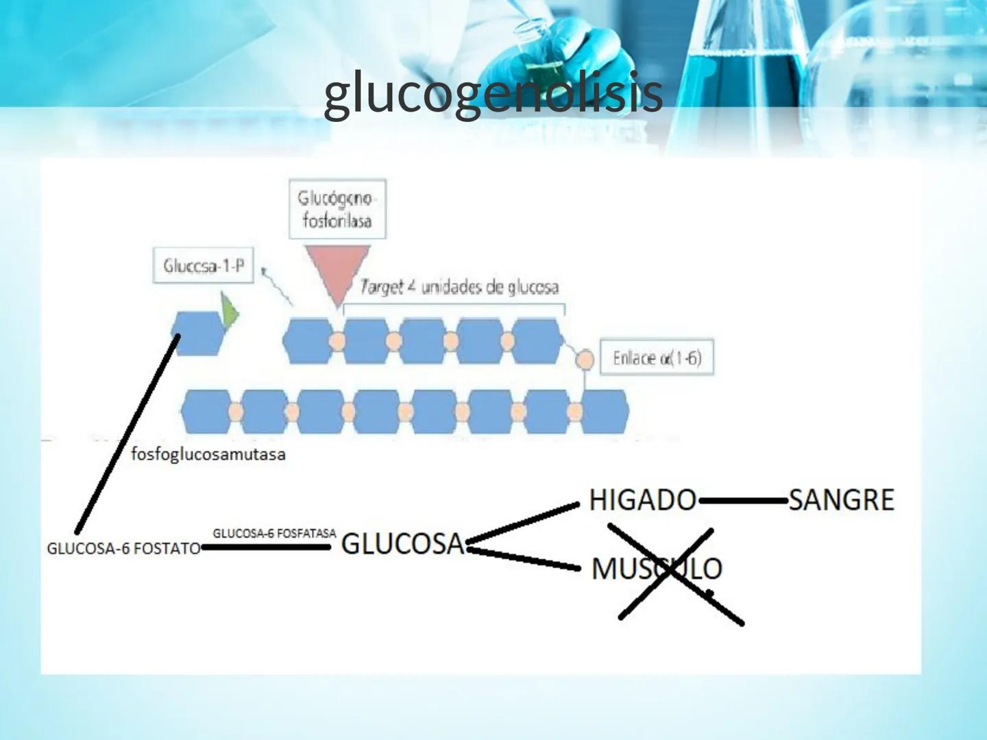 METABOLISMO DE LA
GLUCOSA

ROY FERNANDO ZAMBRANA POMA
BIOQUIMICO (MENCION EN BIOQUIMICA
CLINICA)
CATEDRA DE BIOQUIMICA

LA PAZ, BOLIVIA # GL