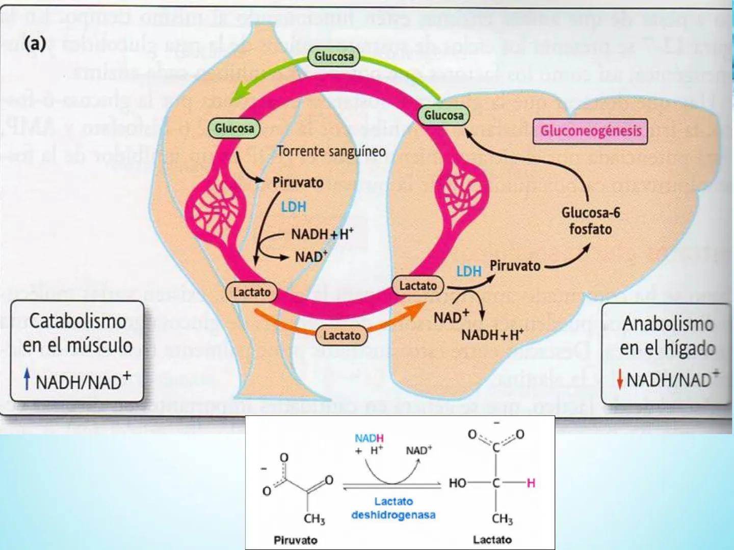 METABOLISMO DE LA
GLUCOSA

ROY FERNANDO ZAMBRANA POMA
BIOQUIMICO (MENCION EN BIOQUIMICA
CLINICA)
CATEDRA DE BIOQUIMICA

LA PAZ, BOLIVIA # GL