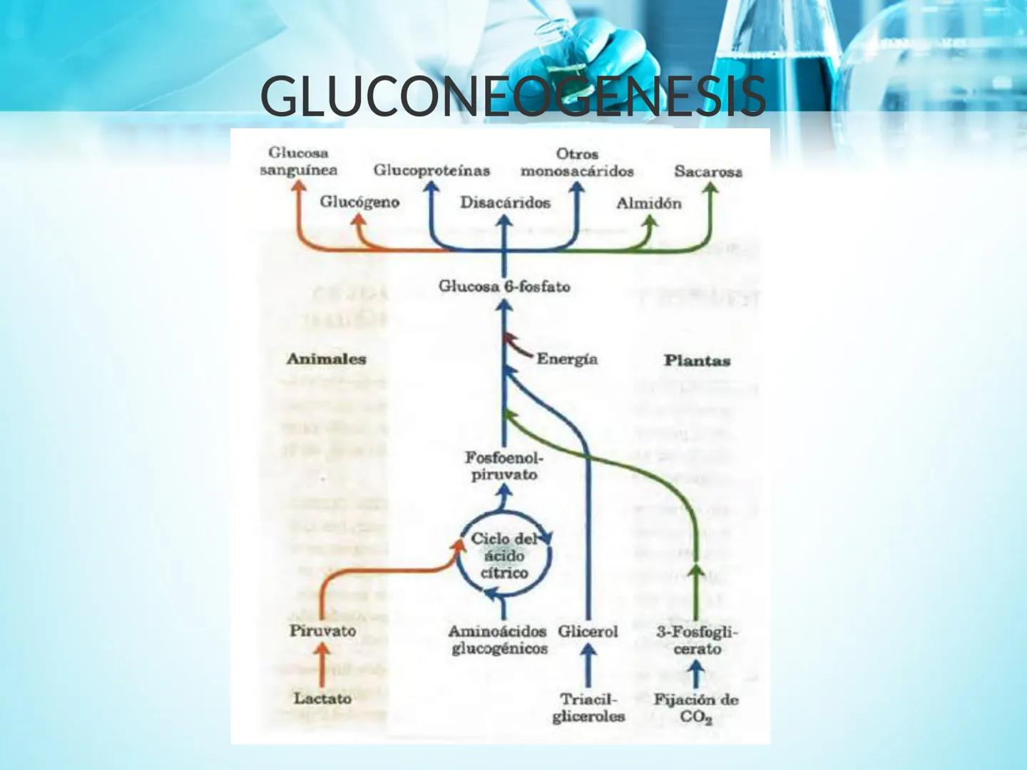 METABOLISMO DE LA
GLUCOSA

ROY FERNANDO ZAMBRANA POMA
BIOQUIMICO (MENCION EN BIOQUIMICA
CLINICA)
CATEDRA DE BIOQUIMICA

LA PAZ, BOLIVIA # GL