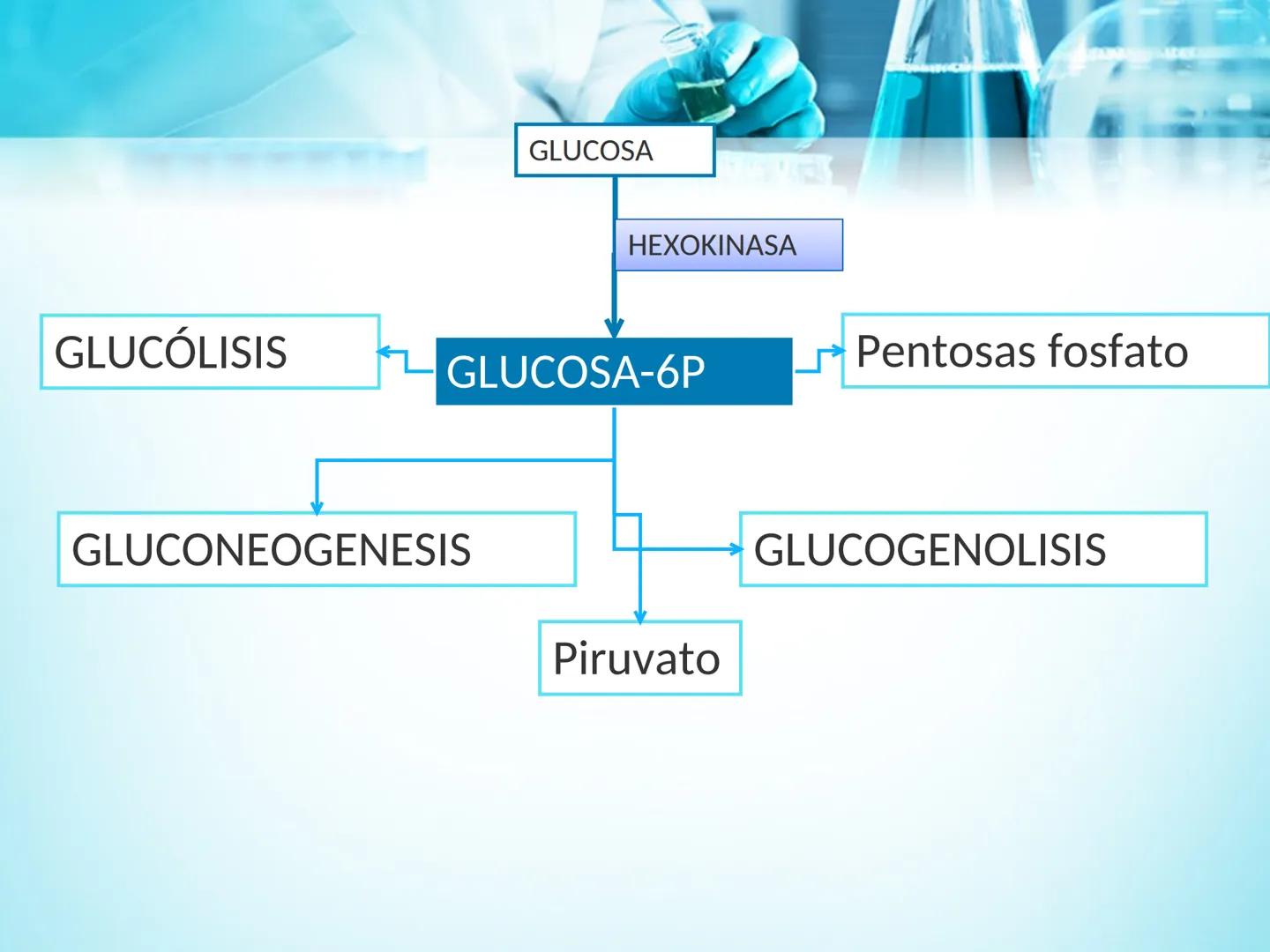 METABOLISMO DE LA
GLUCOSA

ROY FERNANDO ZAMBRANA POMA
BIOQUIMICO (MENCION EN BIOQUIMICA
CLINICA)
CATEDRA DE BIOQUIMICA

LA PAZ, BOLIVIA # GL
