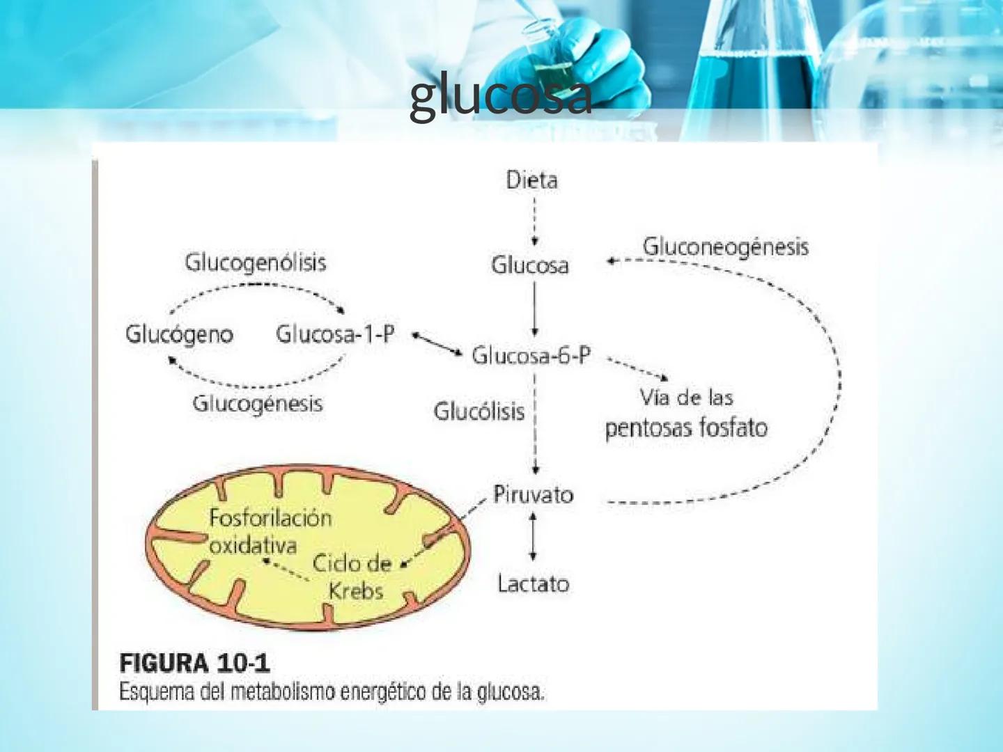 METABOLISMO DE LA
GLUCOSA

ROY FERNANDO ZAMBRANA POMA
BIOQUIMICO (MENCION EN BIOQUIMICA
CLINICA)
CATEDRA DE BIOQUIMICA

LA PAZ, BOLIVIA # GL