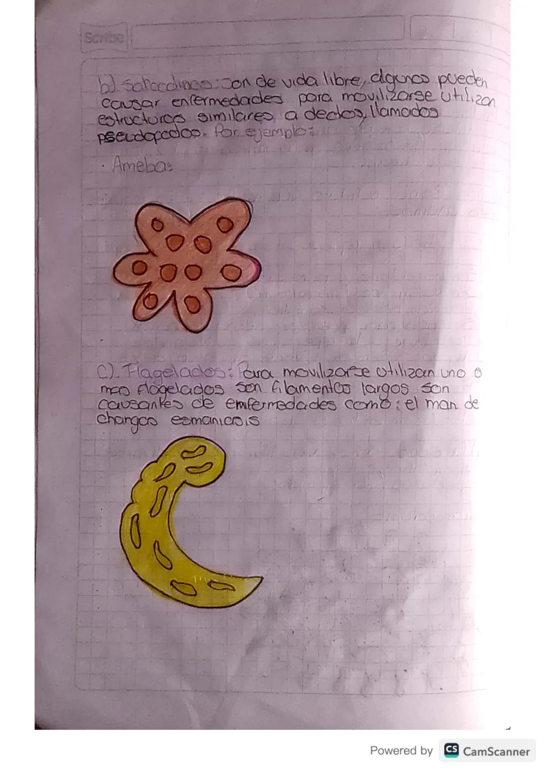 12. 02. 2A

Clanobadenas-Protogoos
Scribe
Son las unicas bacterias capaces de realizar la
Fotosintesis, son procariotas responsables de la
a