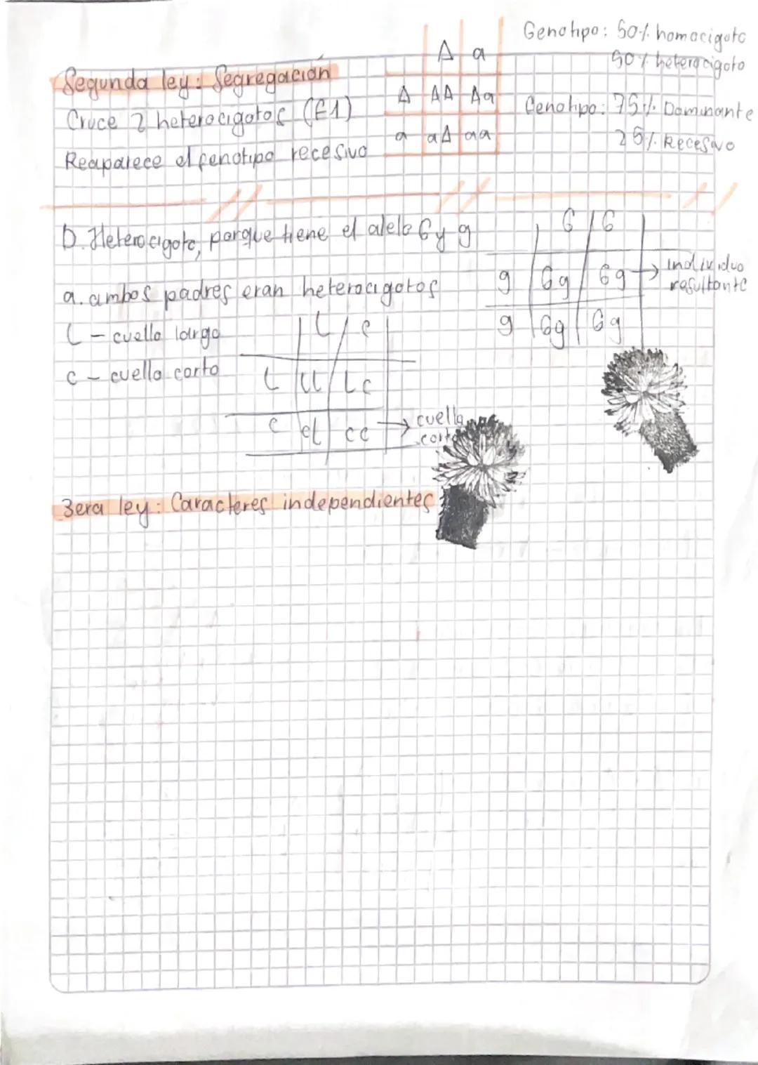 Leyes de
Identificar y reconocer
las leyes de Mendel y
sif casos de aplicacion
Genotipo
fenotipo
Código físico
genérico
MENDE
Caracteres
dom