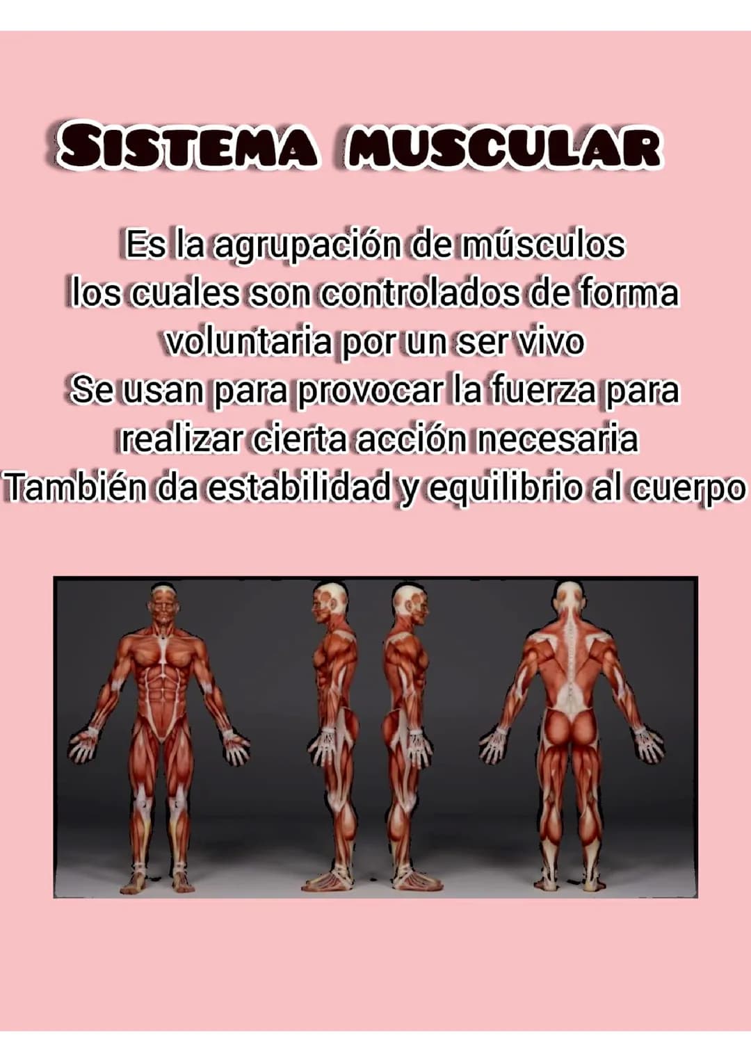 Sistema muscular 