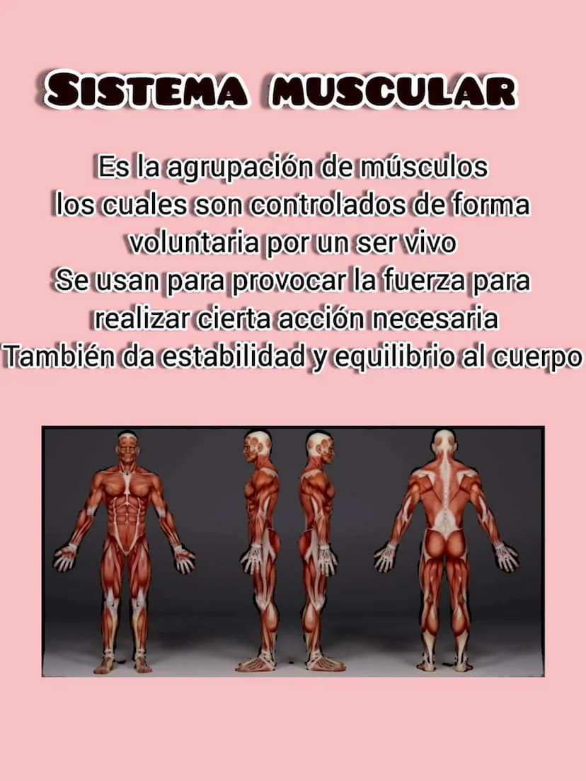SISTEMA MUSCULAR
Es la agrupación de músculos
los cuales son controlados de forma
voluntaria por un ser vivo
Se usan para provocar la fuerza