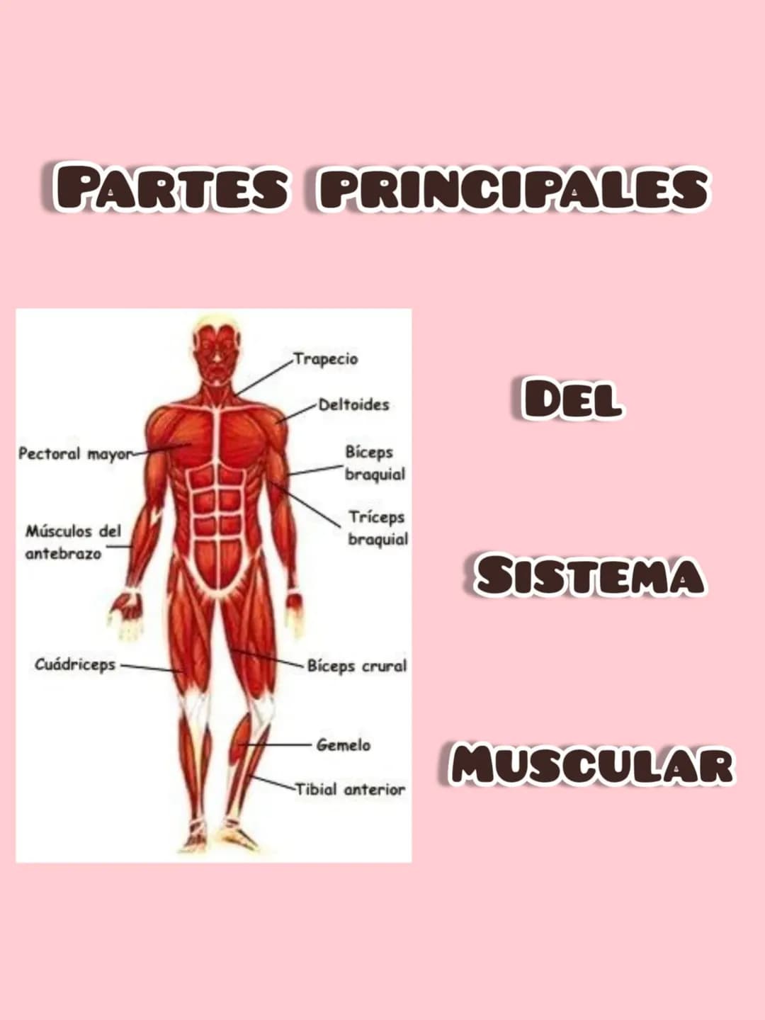 SISTEMA MUSCULAR
Es la agrupación de músculos
los cuales son controlados de forma
voluntaria por un ser vivo
Se usan para provocar la fuerza