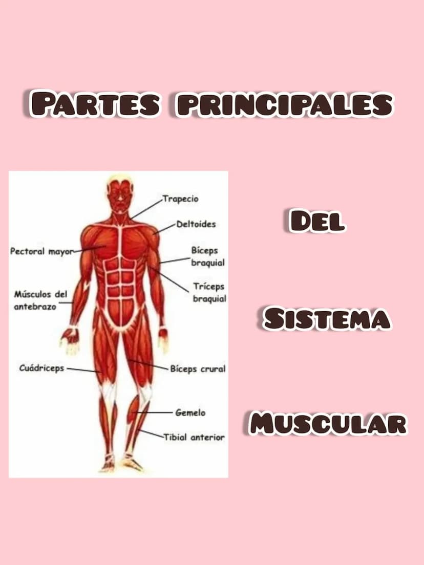 SISTEMA MUSCULAR
Es la agrupación de músculos
los cuales son controlados de forma
voluntaria por un ser vivo
Se usan para provocar la fuerza