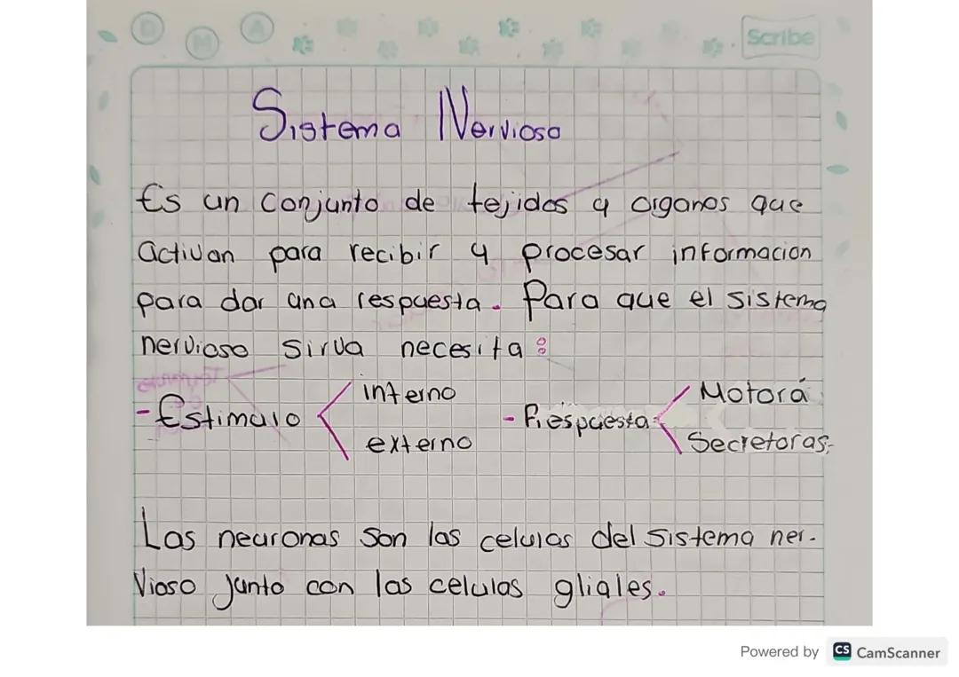 El Sistema Nervioso y sus Partes
